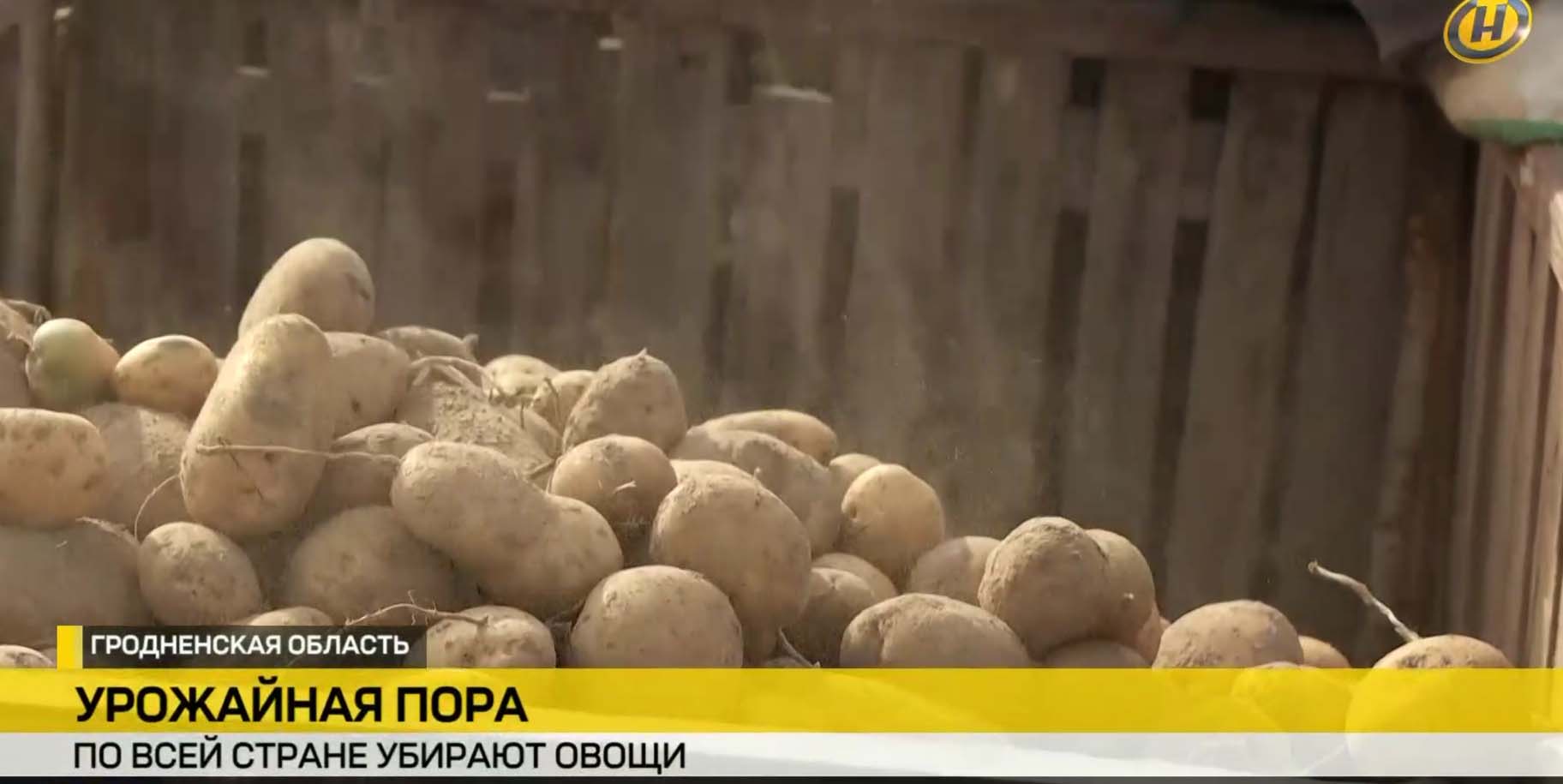 Уборка картофеля в поле